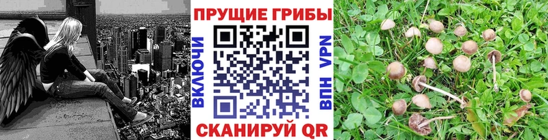kraken маркетплейс  Удомля  Псилоцибиновые грибы Magic Shrooms 